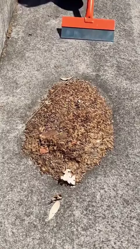 rdt
