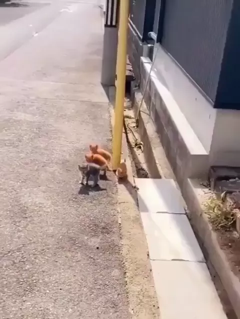 rdt