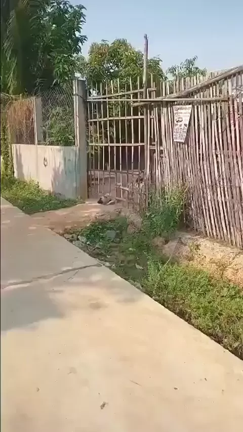 rdt