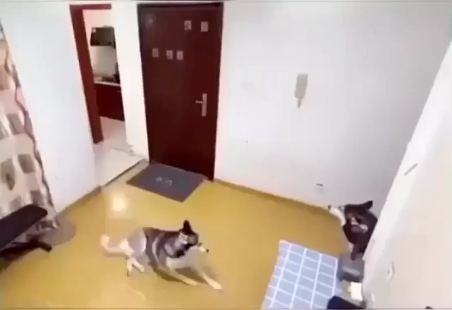 rdt