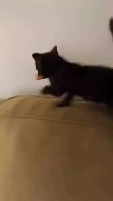 rdt