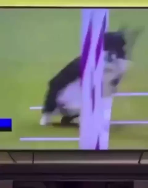 rdt