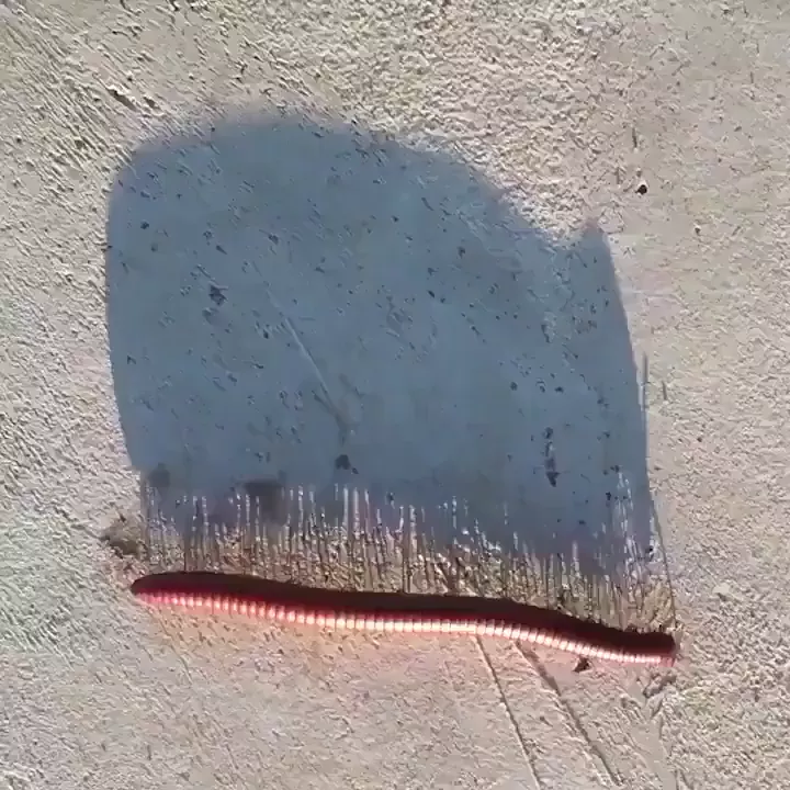 rdt