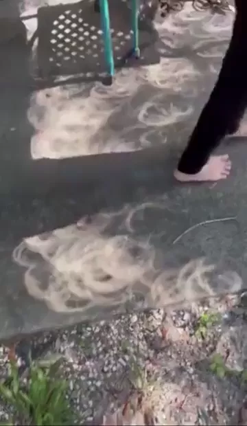 rdt