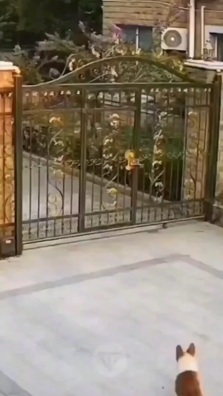 rdt