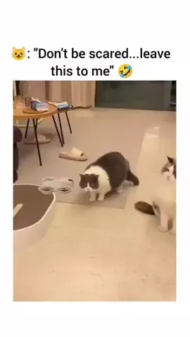 rdt