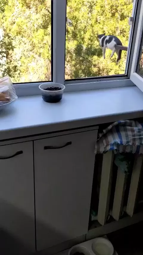 rdt
