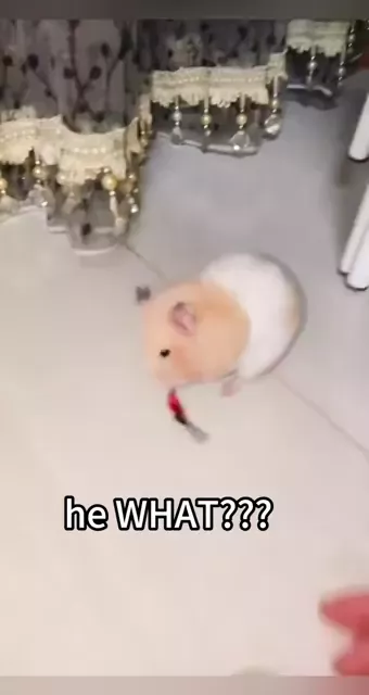 rdt