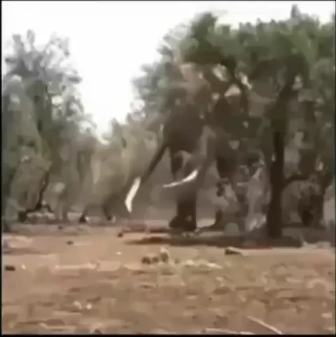 rdt