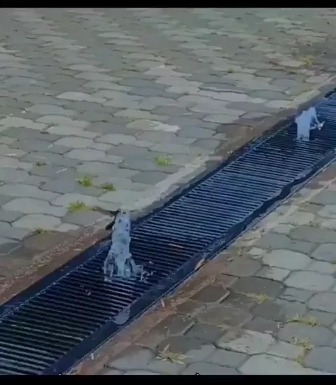rdt