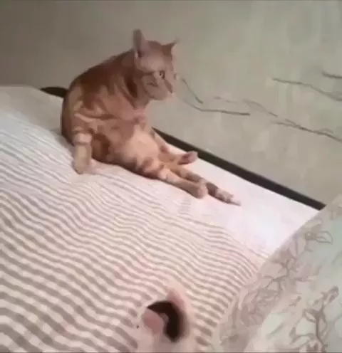 rdt