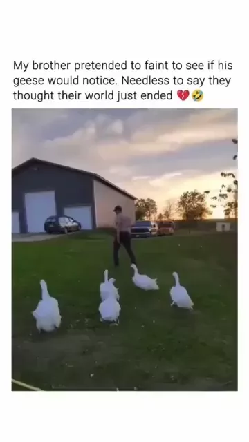 rdt