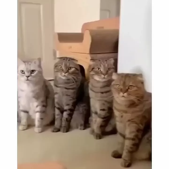 rdt