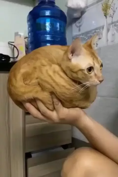 rdt