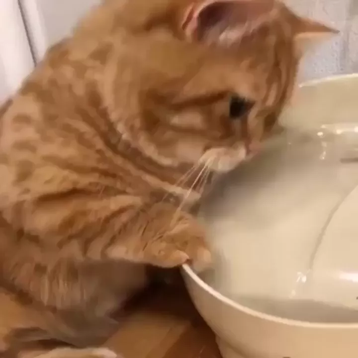 rdt