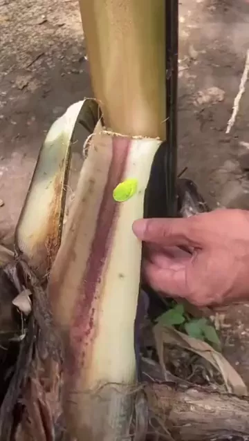 rdt