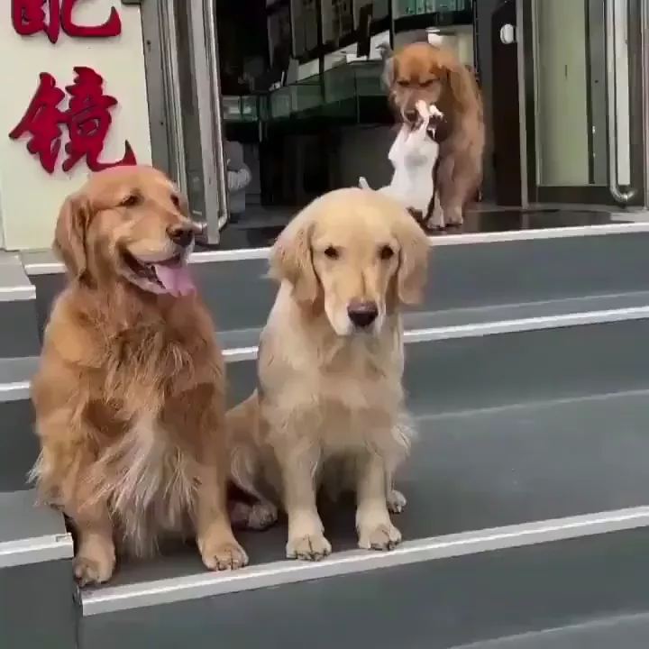 rdt