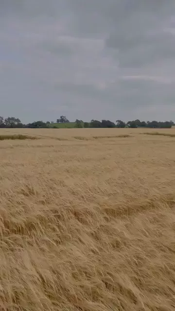 rdt