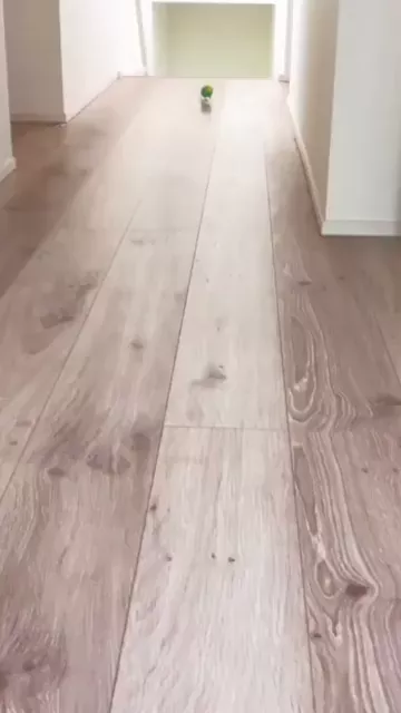 rdt
