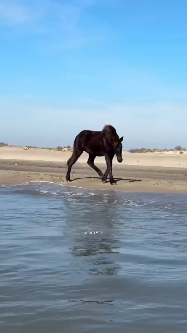 rdt