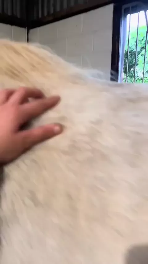 rdt