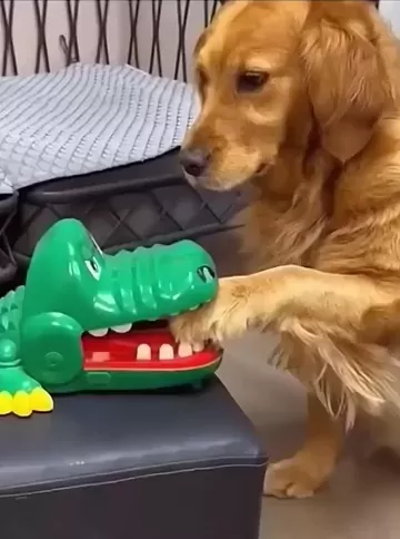 rdt