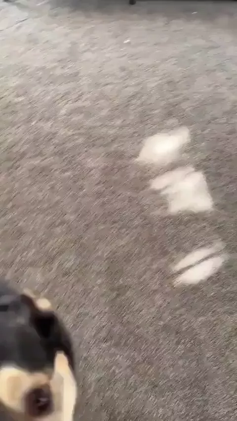 rdt