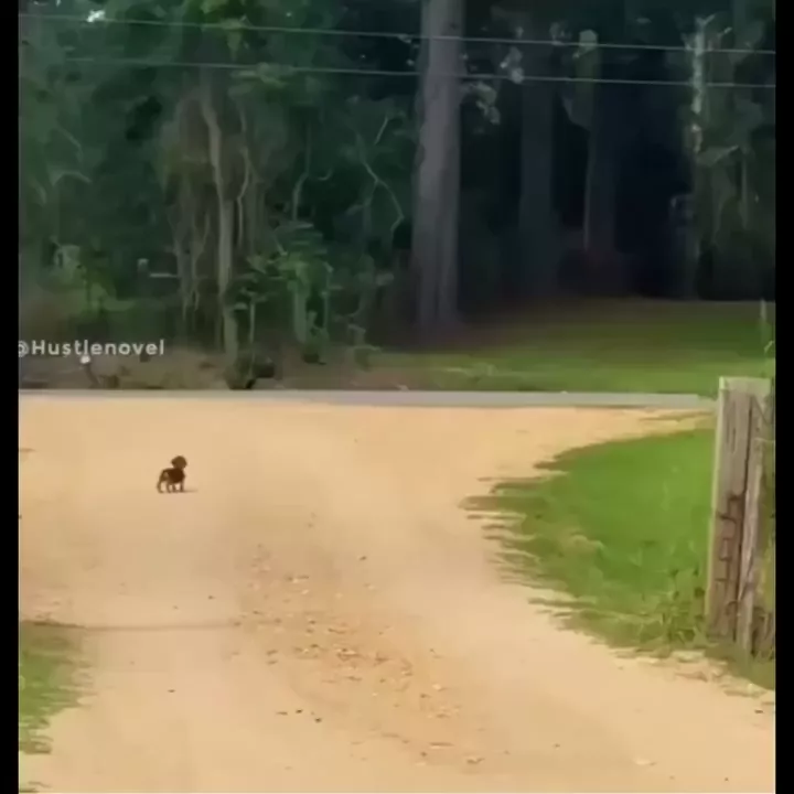 rdt