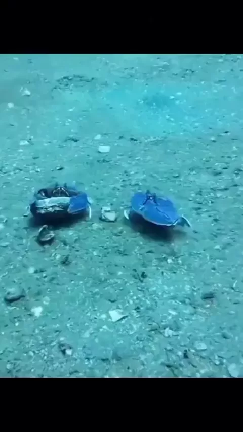 rdt