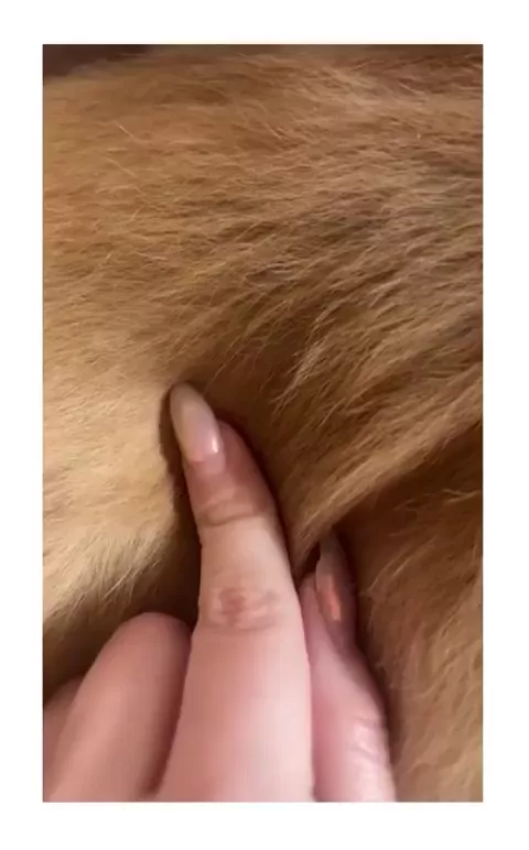 rdt