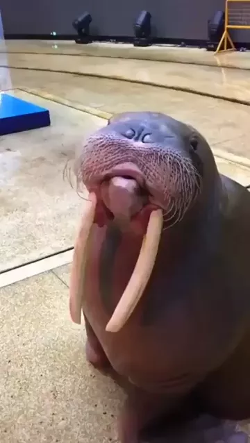 rdt