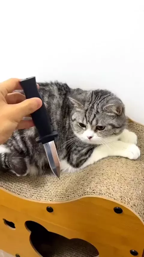 rdt