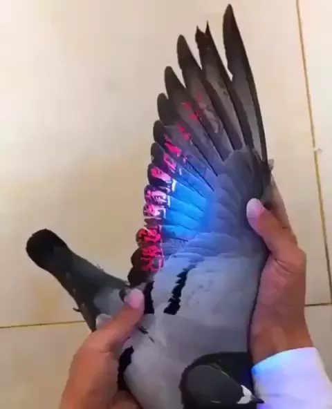rdt