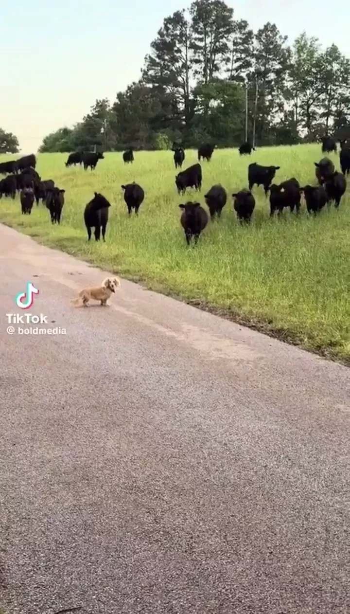 rdt