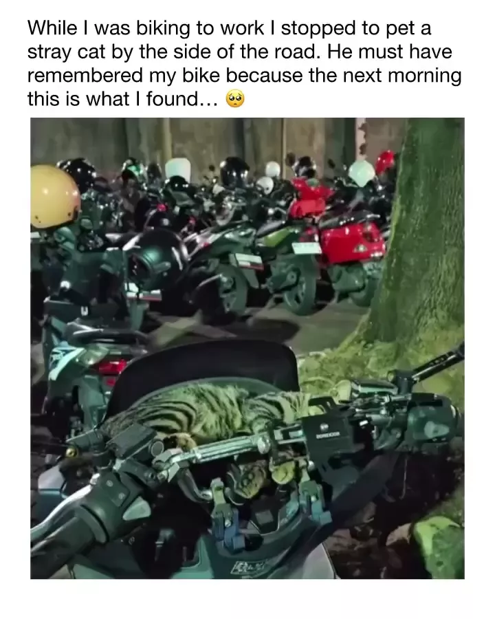 rdt