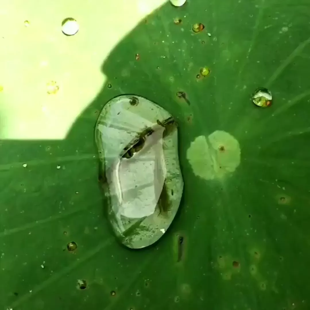 rdt