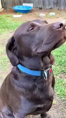 rdt