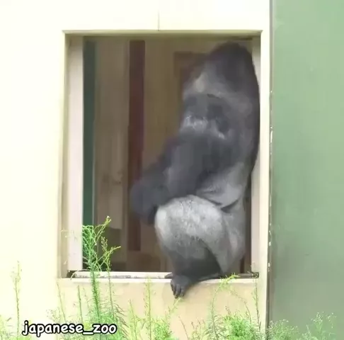 rdt