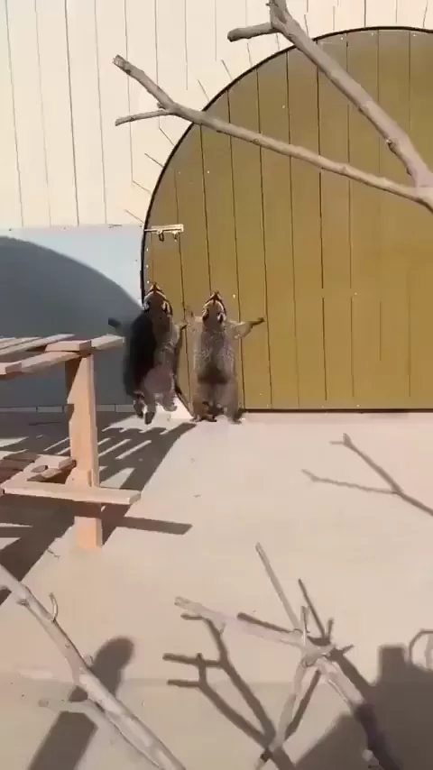 rdt