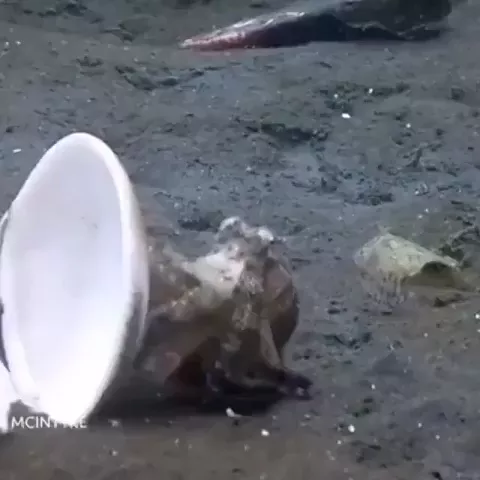 rdt