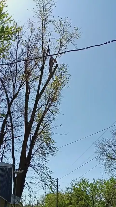 rdt