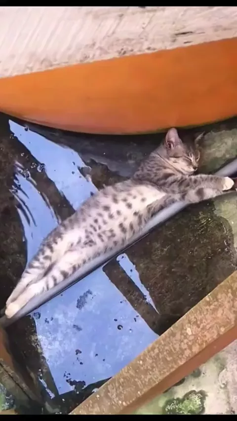 rdt