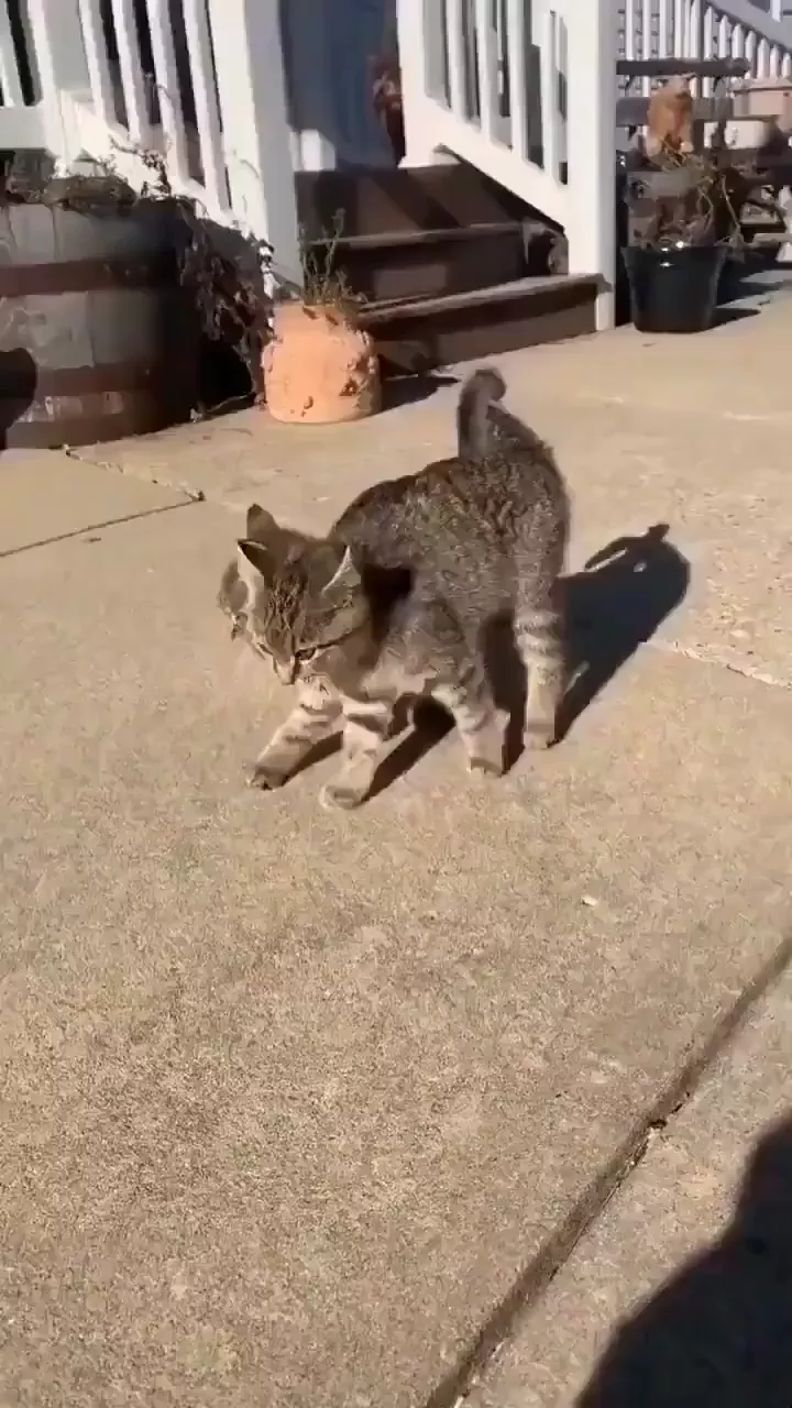 rdt