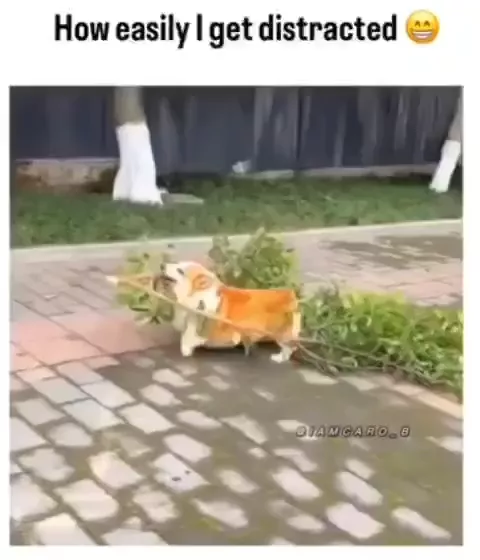 rdt