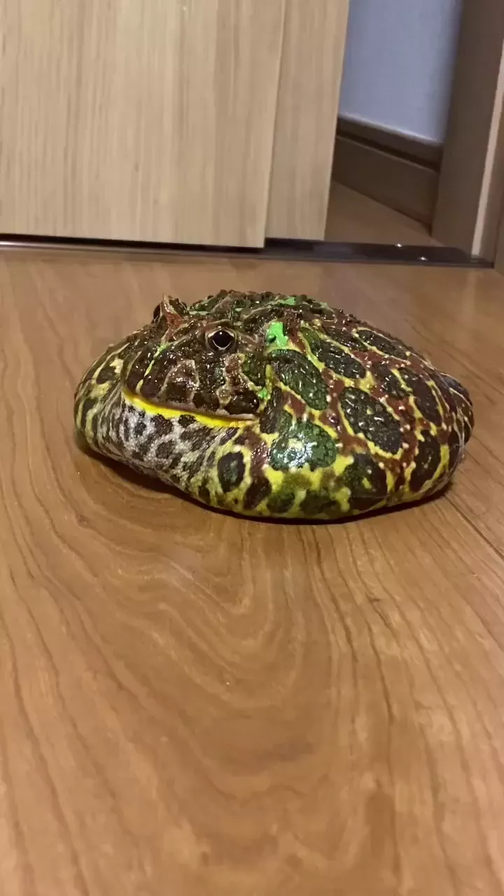 rdt