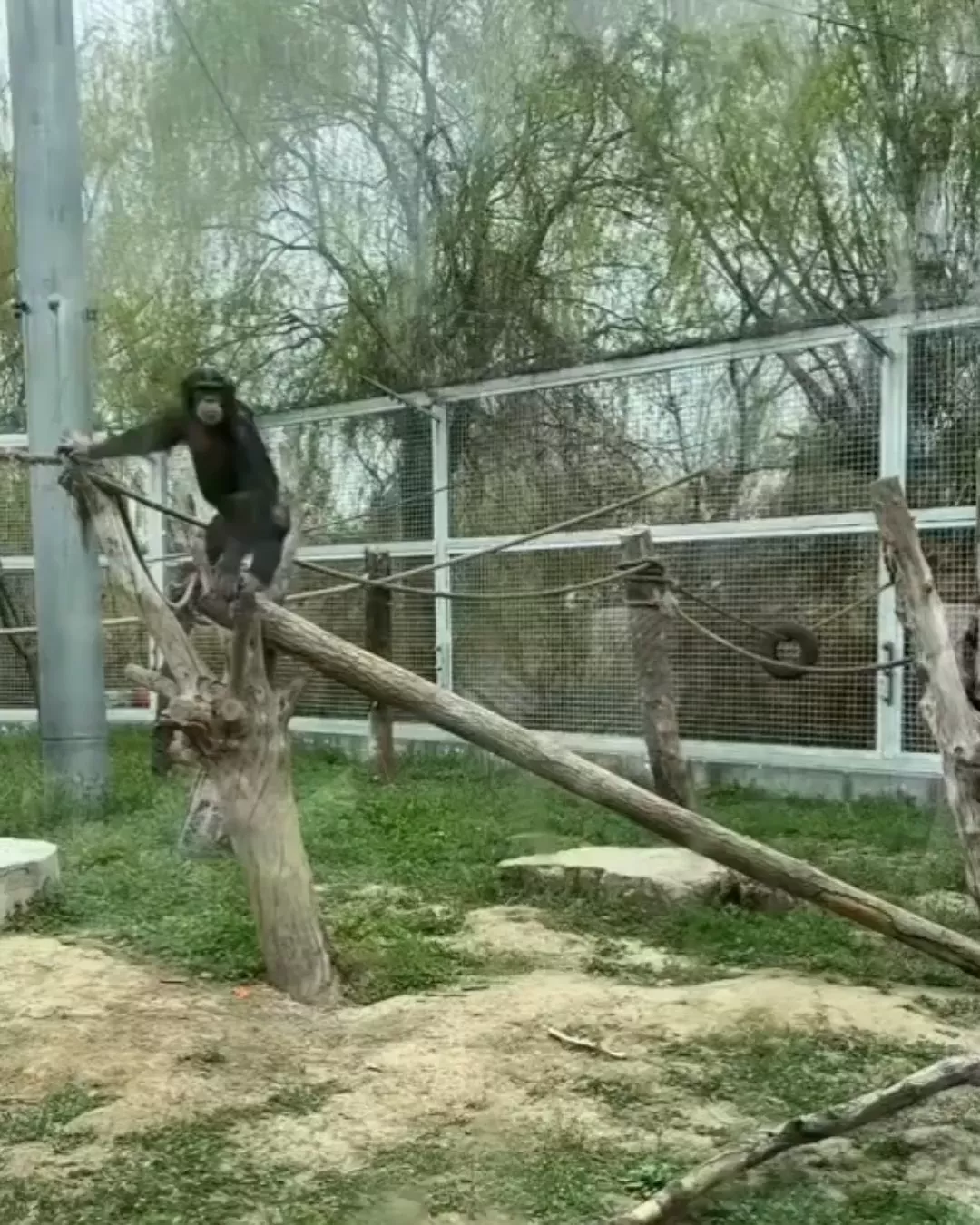 rdt