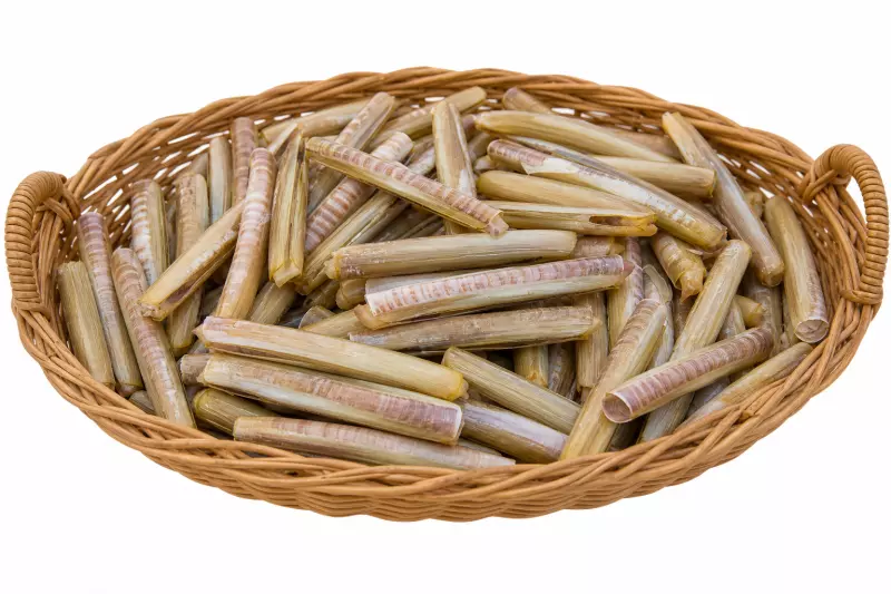 Морской черенок (Siliqua patula)