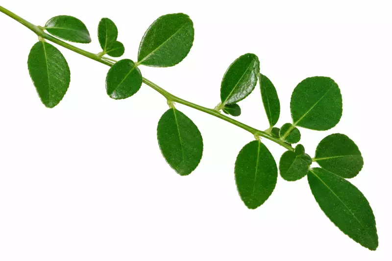 Каффир-лайм (Citrus hystrix) с бугристыми плодами и ароматными листьями