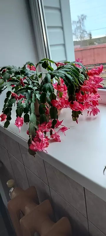 Цветочки: моем, пересаживаем, подкармливаем... (всё о комнатных растениях)