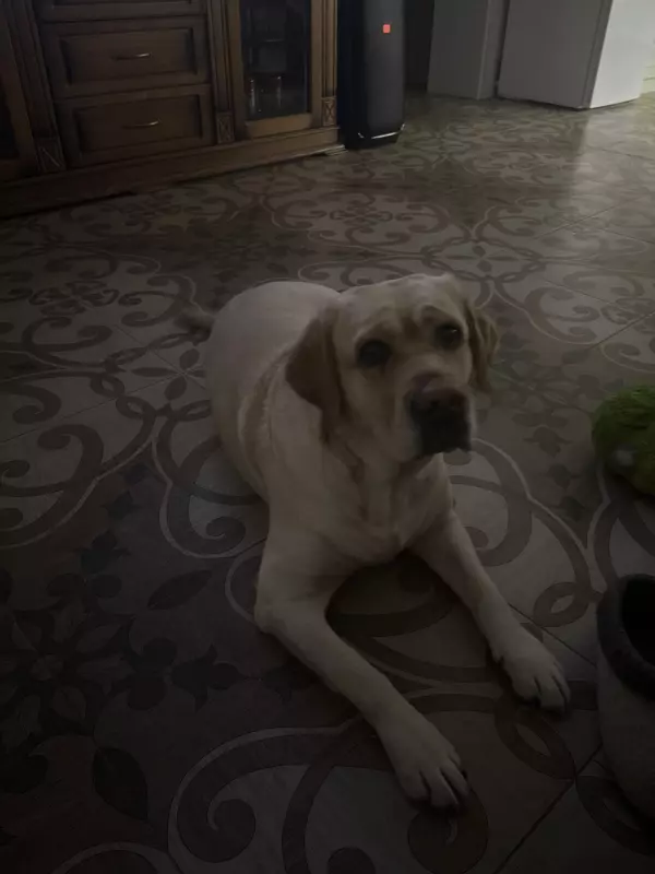 Чайная беседка